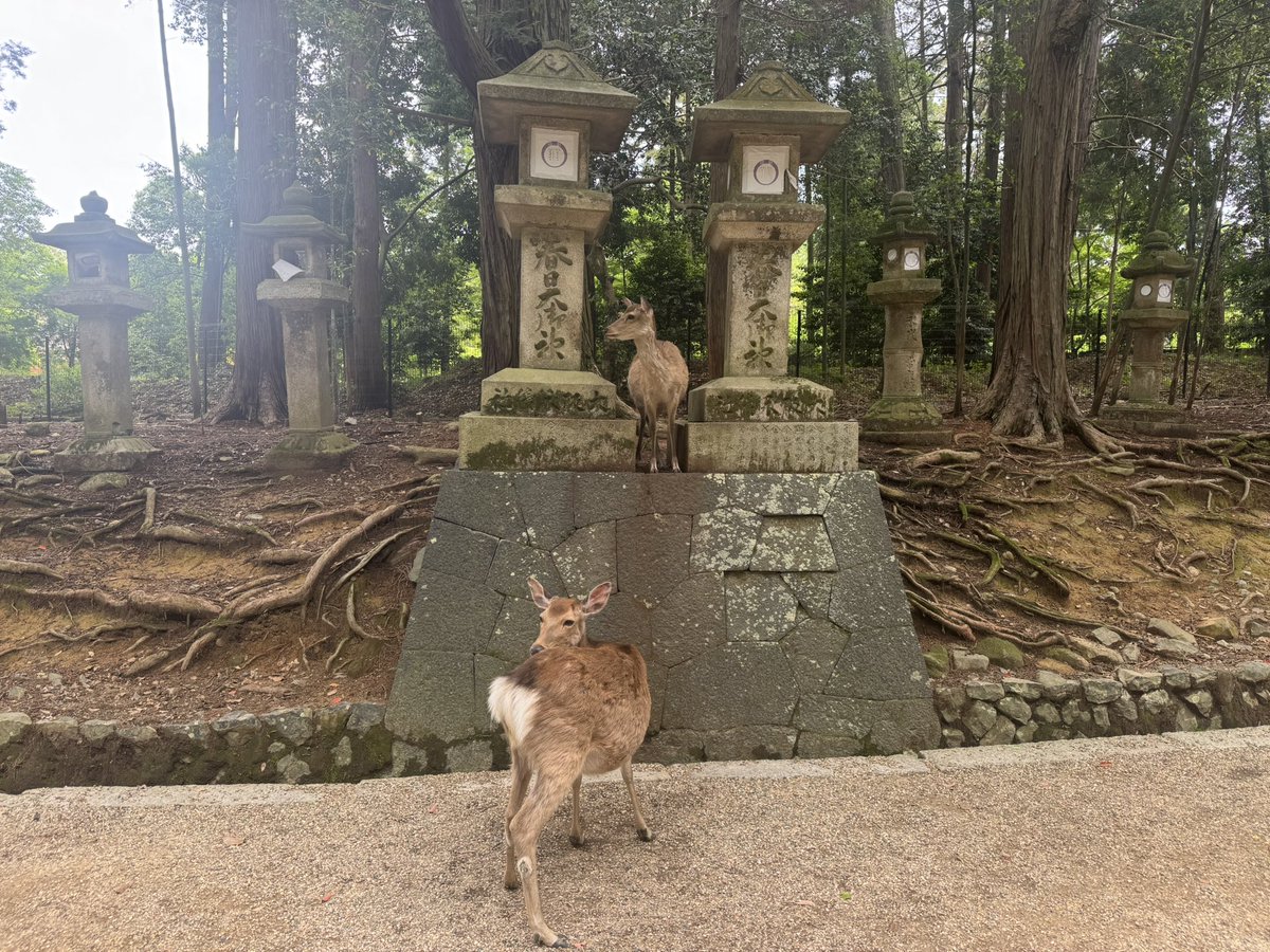 春日うぐいす🕊奈良市ご当地Vtuber🦌 tweet media