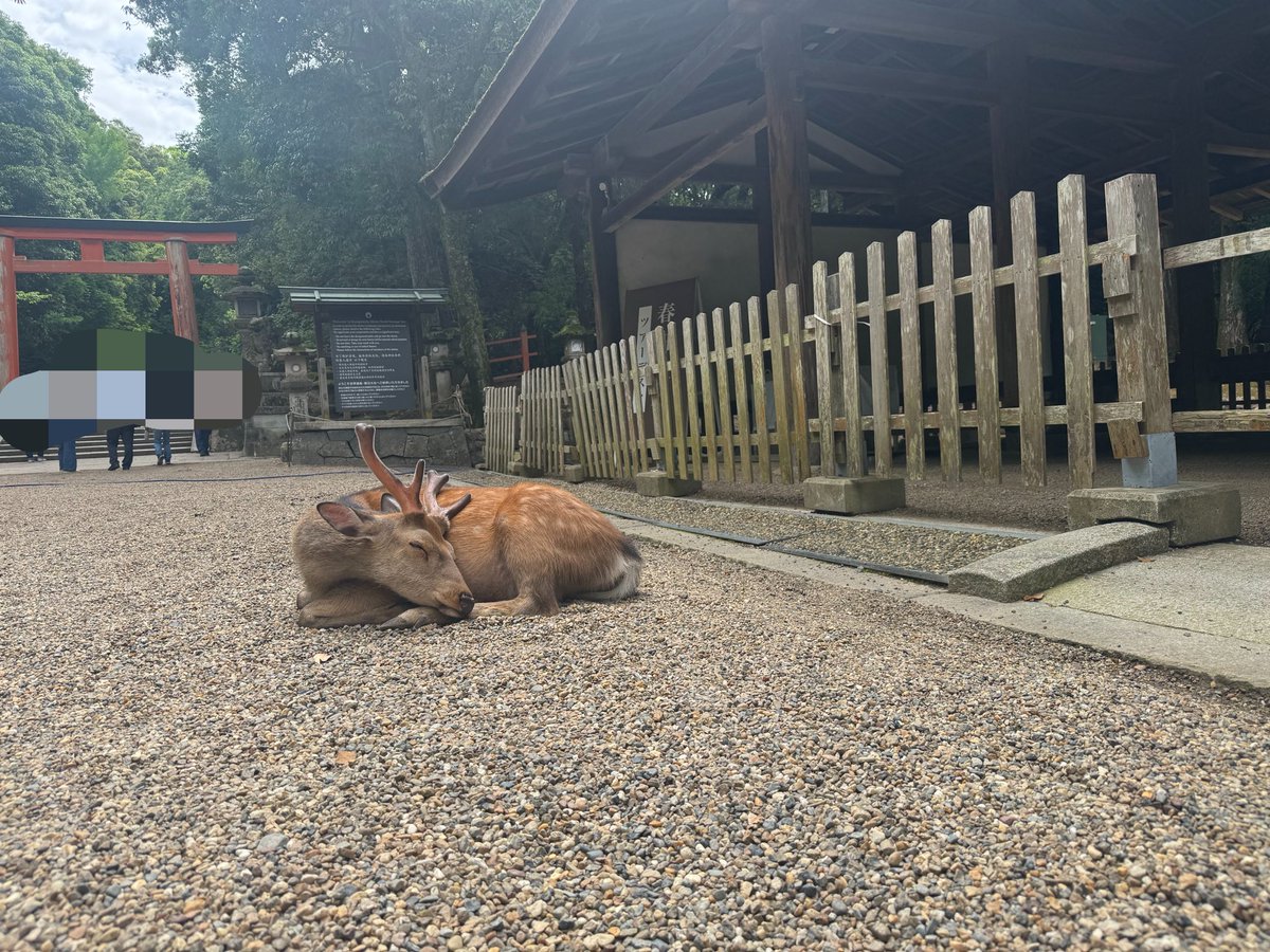 春日うぐいす🕊奈良市ご当地Vtuber🦌 tweet media
