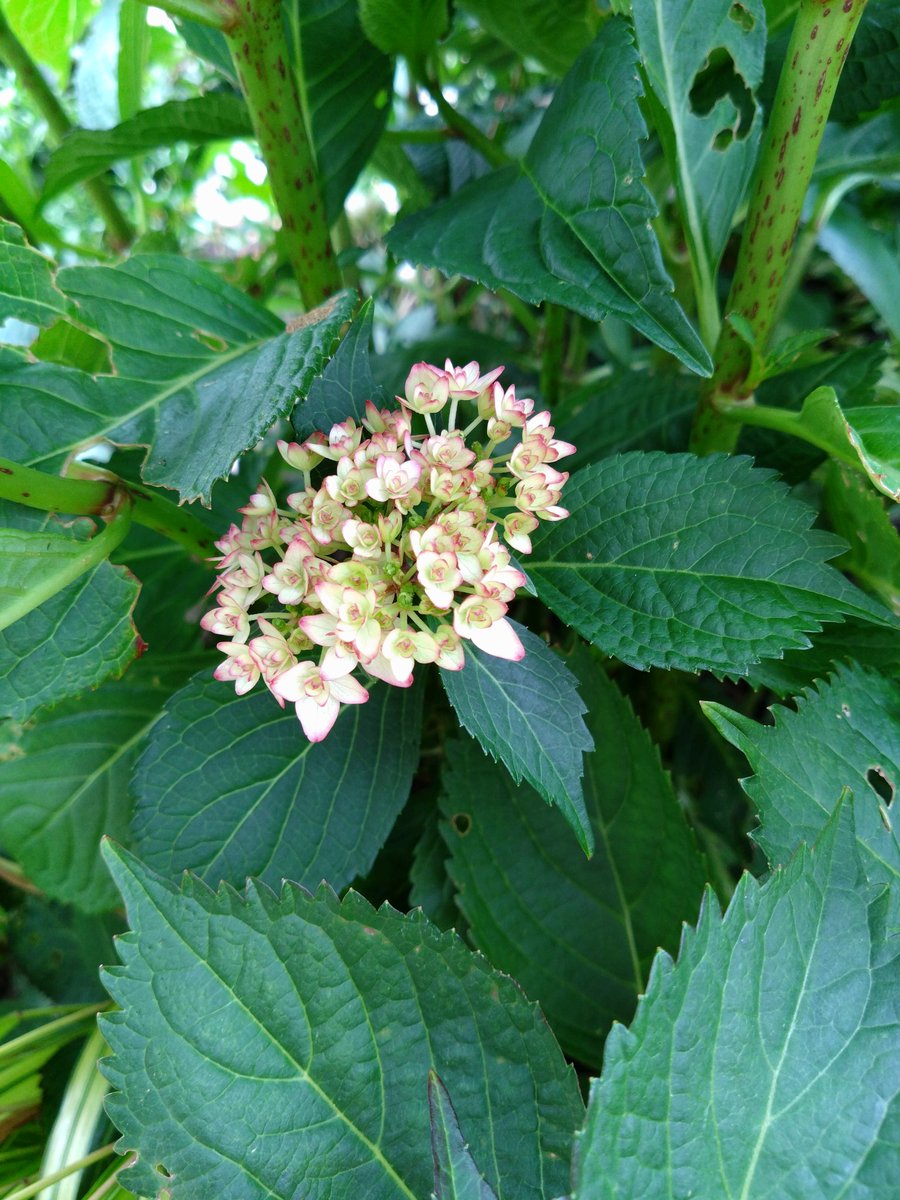 osamattel's tweet photo. 加茂セレクションのひな祭りルナが開花しそう。ここから色が変わっていきます。 https://t.co/afYyaGJmjU