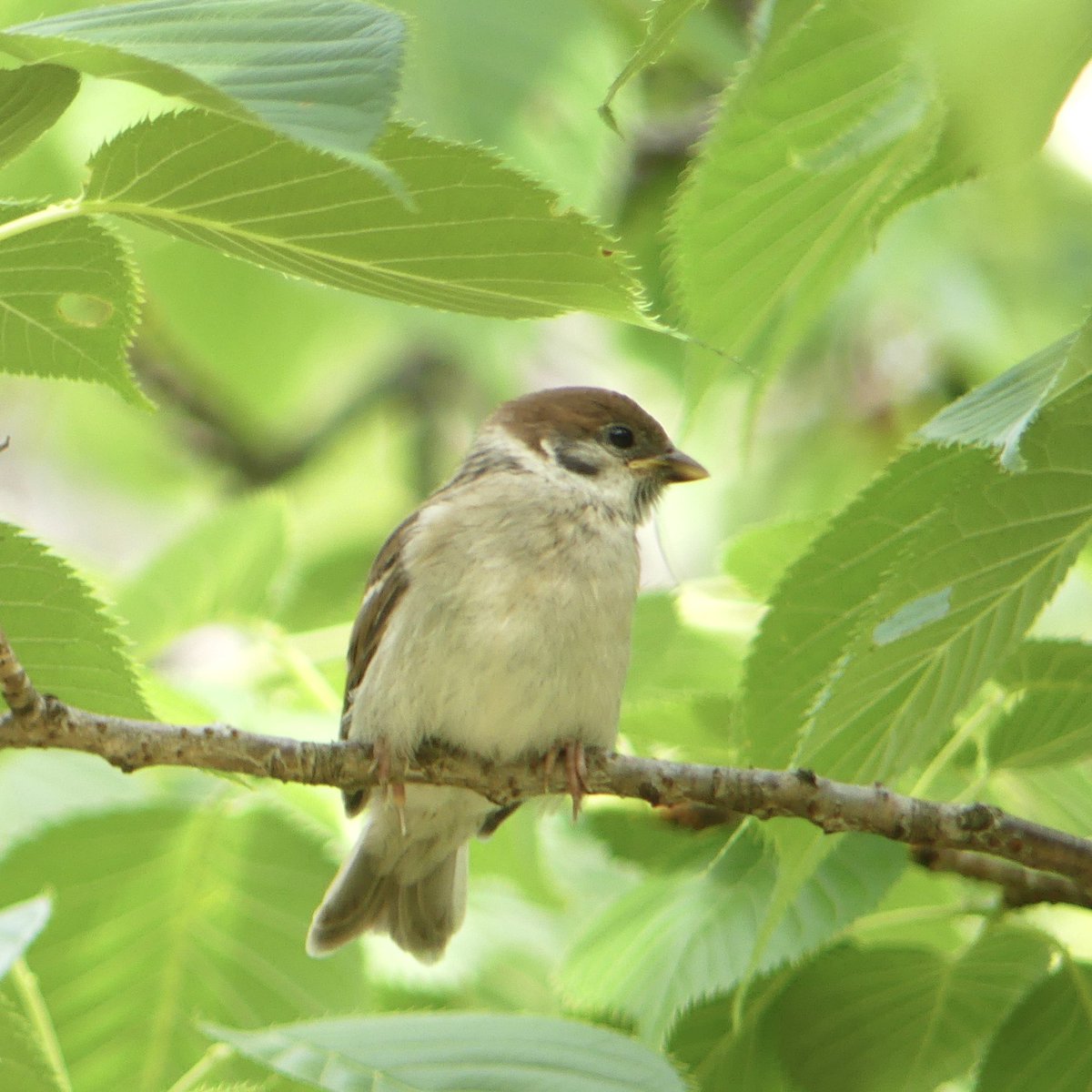 soigaumin's tweet photo. あーーん
パクっ🌿🐤
あんまり美味しくないでチュン
（甘い実がいいな）

2026.05.20.
#sparrow #雀雛 #雀 #スズメ #一日一雀 https://t.co/ncKhIXoyPJ