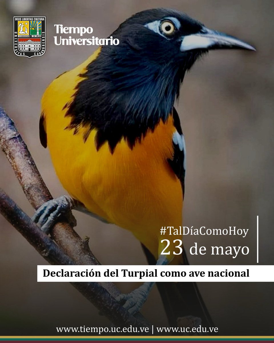 Universidad de Carabobo tweet media