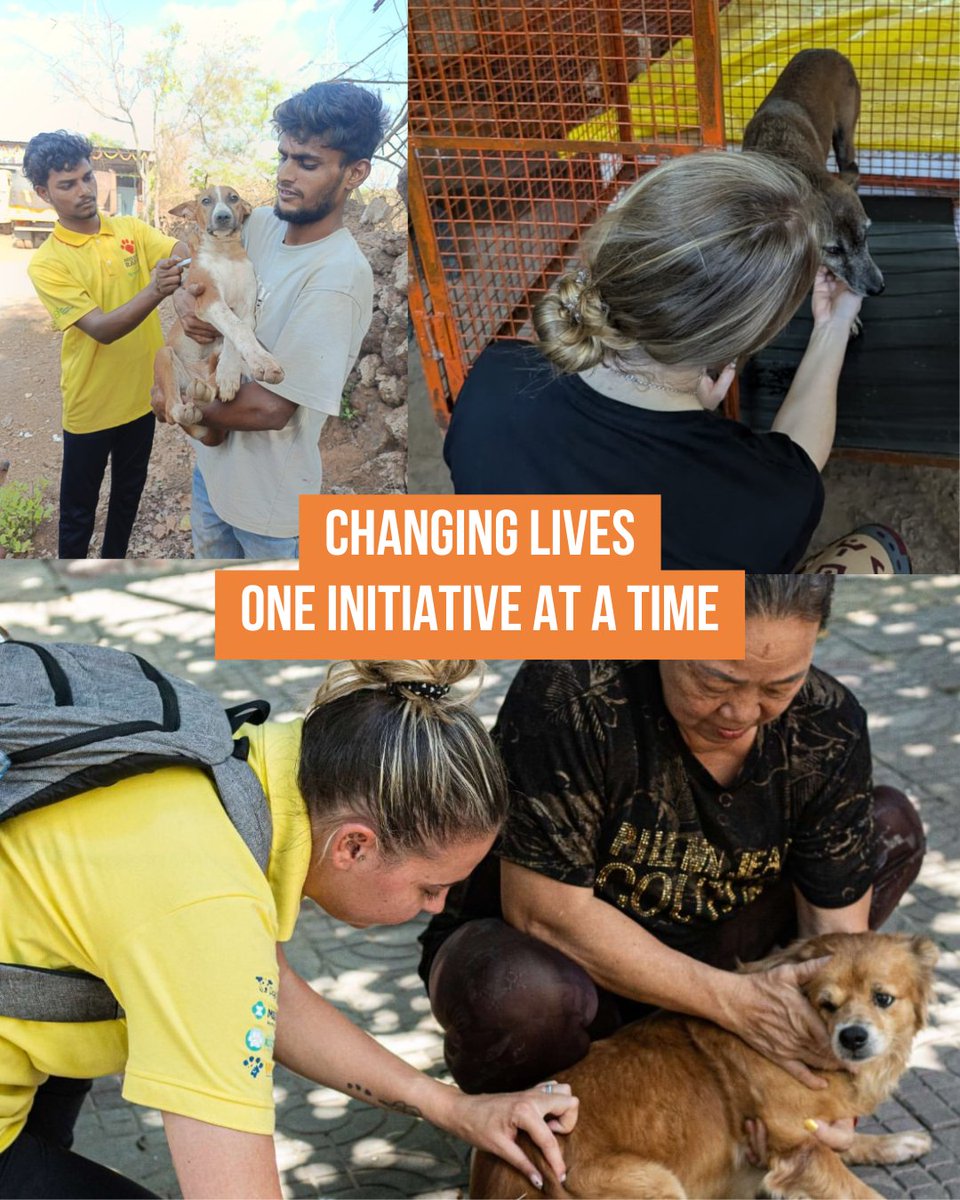 LukeGamble's tweet photo. Spotlight Saturday 🌍🐾

Sterilisation and rabies vaccination go hand in hand. Last year, WVS sterilised 43,000+ animals globally, helping reduce rabies cases and improve animal welfare worldwide.

@wvscharity @missionrabies

#SpotlightSaturday #MissionRabies https://t.co/Ia77nN7IBr