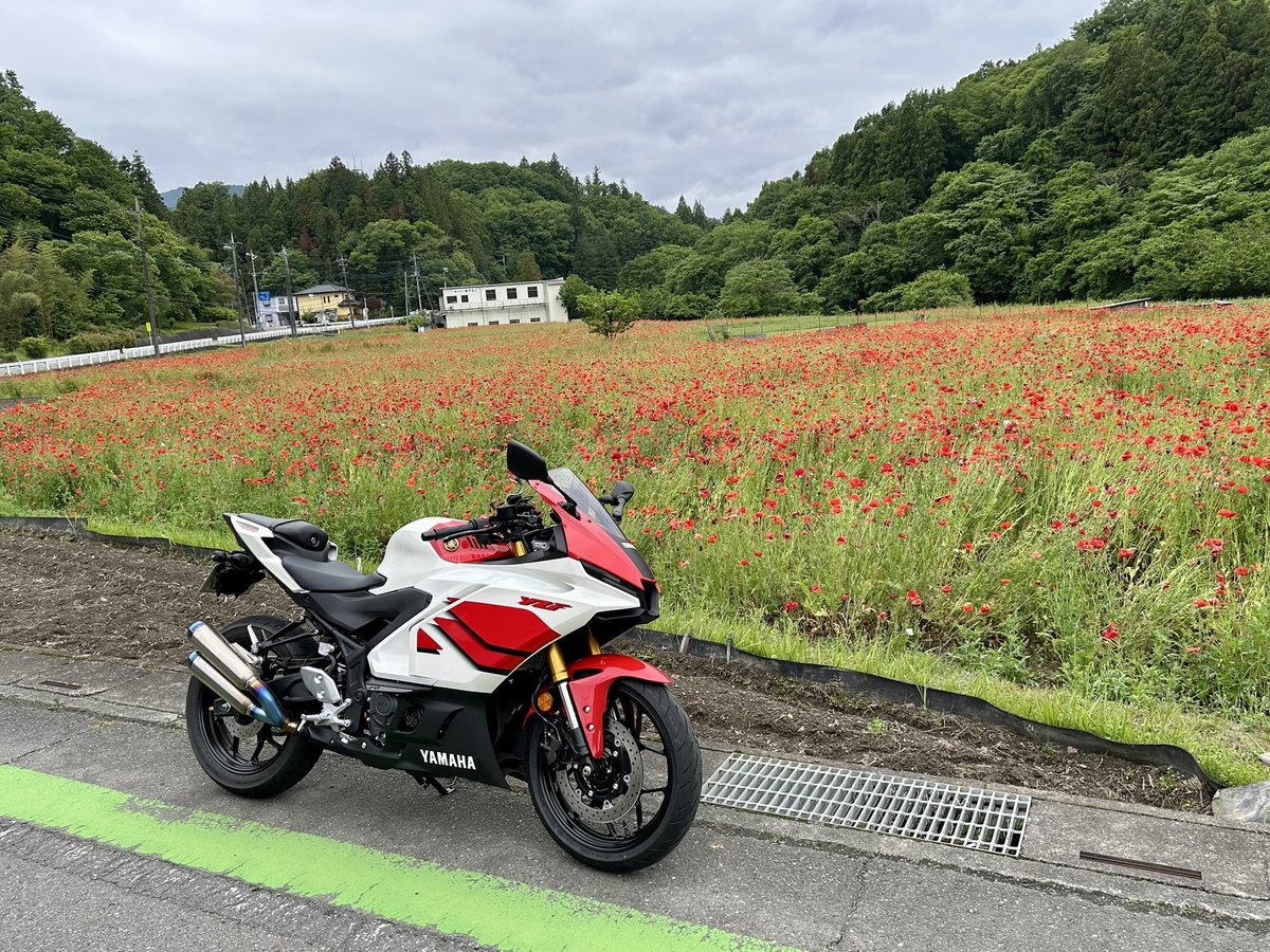 Rem_821's tweet photo. 先週は夏の暑さだったのに冬に戻ったかのような寒さ・・・
6年ぶりに志賀坂峠を走った（笑）
慣らし終了まで436㌔
頑張るどー٩( ᐛ )و 
#妙義山 #志賀坂峠 #r299 #三沢ポピー街道 #長瀞花の里 #ハナビシソウ #yzfr3 https://t.co/2h0pDRUMKN