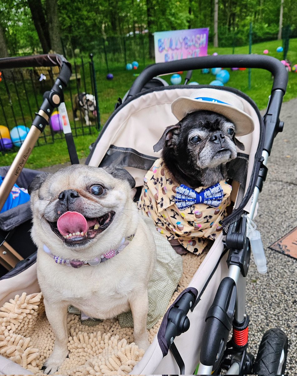 PEMBIBET 🥰🥰🥰 FINALLY 🩷💙 @MomGuppy @BullyBashCLE #BullyBash