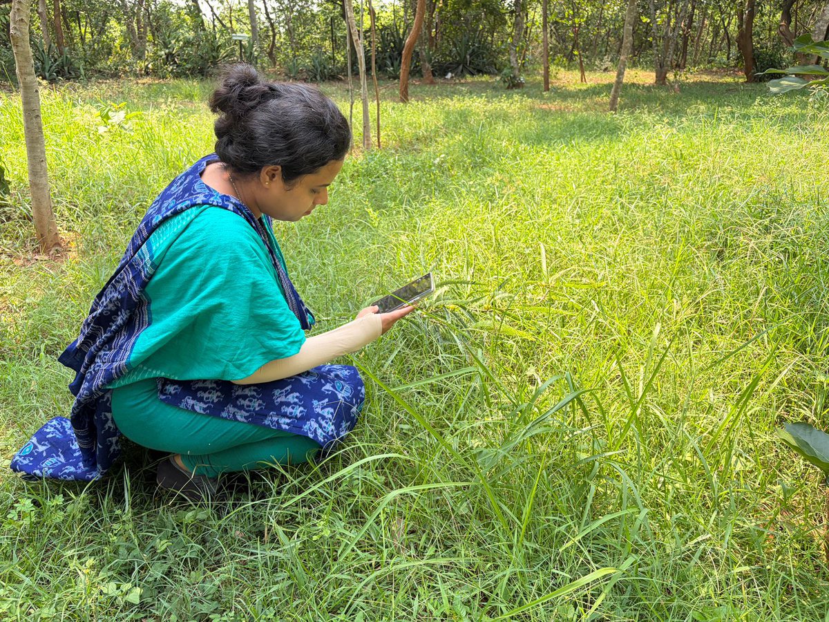 SubhaRout_1998's tweet photo. The study of urban flora in botanical gardens helps conserve biodiversity, protect rare species and spread awareness about the importance of nature in cities. 

@BiotechSanjeet @ajinkyabankar @PMOIndia @CMO_Odisha @DfoRourkela @DfoBonai @BaripadaT @DfoSundargarh @DeogarhDfo @UNEP https://t.co/yrNMw1KSvD