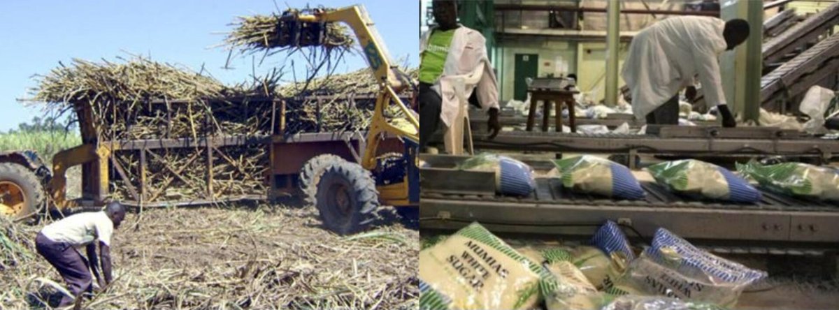 mumiassugar2021's tweet photo. Farmers, Mumias Sugar is back! After a four-week maintenance break, the factory resumes operations tomorrow, &amp; it’s time to harvest, haul, &amp; get paid. The machines are ready, and the demand is there—so get ready to turn your hard work into sweet returns. #NaturalKenyanSweetness https://t.co/icsxf8j6np