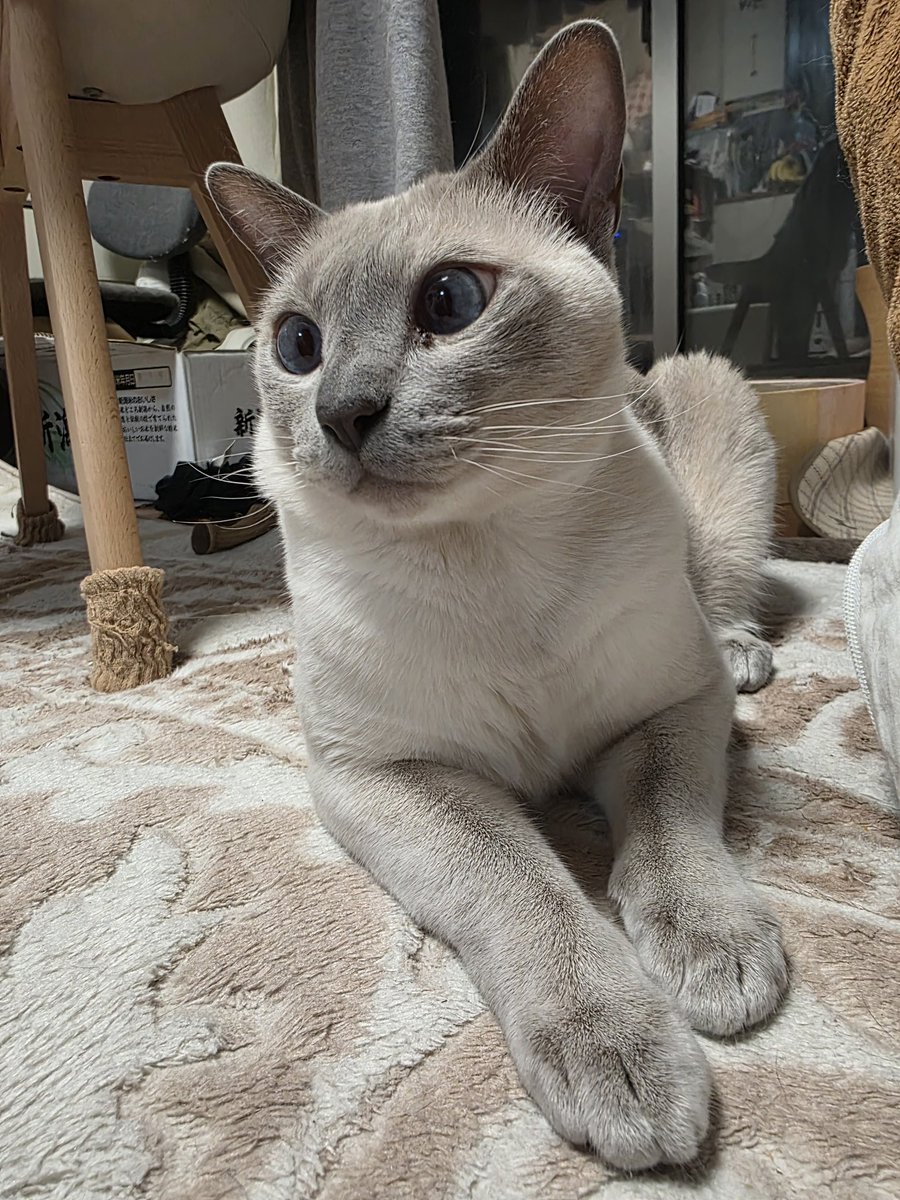 ikedenko1's tweet photo. 甘えん坊の蓮くん🐱遊んでくれるのをじっと座って待つ礼儀正しい子。帰ったら沢山遊ぼうね😄 https://t.co/oH2y5BSm2I