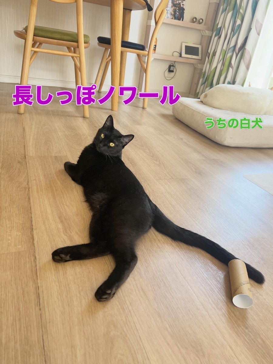 mimyu1028's tweet photo. 里親募集中🌟ノワール♂すっかりメンタル回復したようです◎今日も元気にいそべと運動会中🐈‍⬛🐈‍⬛💨
#にゃぶ
#保護猫譲渡会横浜
#保護猫里親募集中
#保護猫と暮らす
#横浜
#横浜市泉区
#横浜市戸塚区
#横浜市瀬谷区
#大和市
#綾瀬市
#弥生台
#いずみ野
#いずみ中央
#ゆめが丘
#保護猫
#譲渡会
#里親募集中 https://t.co/VhkYvNup6h