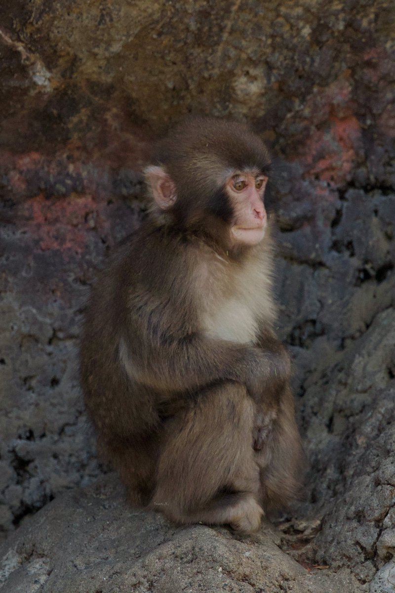 Tweety_R_25's tweet photo. お手本のように綺麗なパンチくんの三角座り🐒

#市川市動植物園
#がんばれパンチ https://t.co/YvQBTty8v2