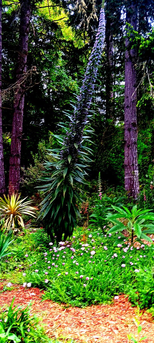LindaKaySmith65's tweet photo. I toured an amazing garden last week. https://t.co/vAdQeyibPA
