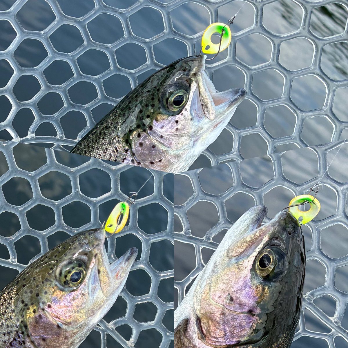 TK🎣 tweet media