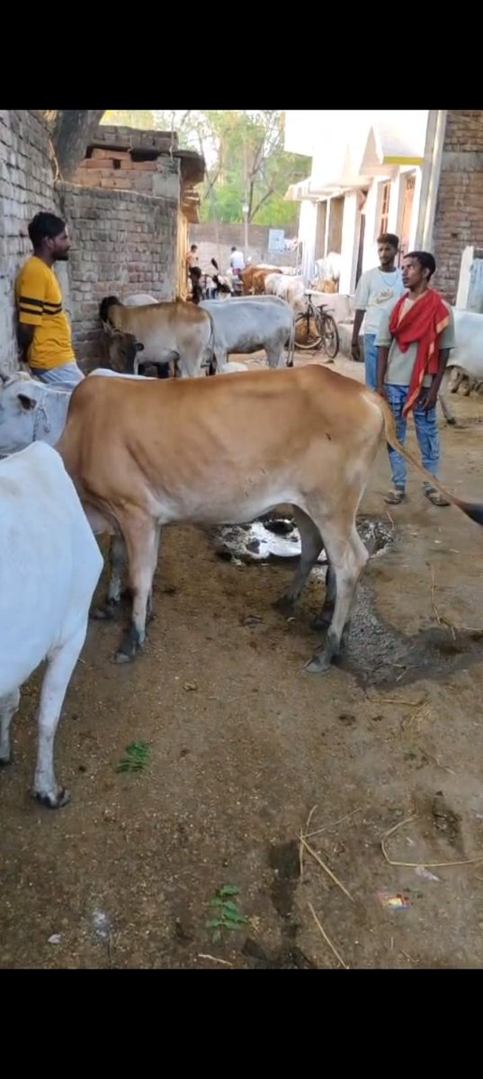 Gau Gyan Foundation tweet media