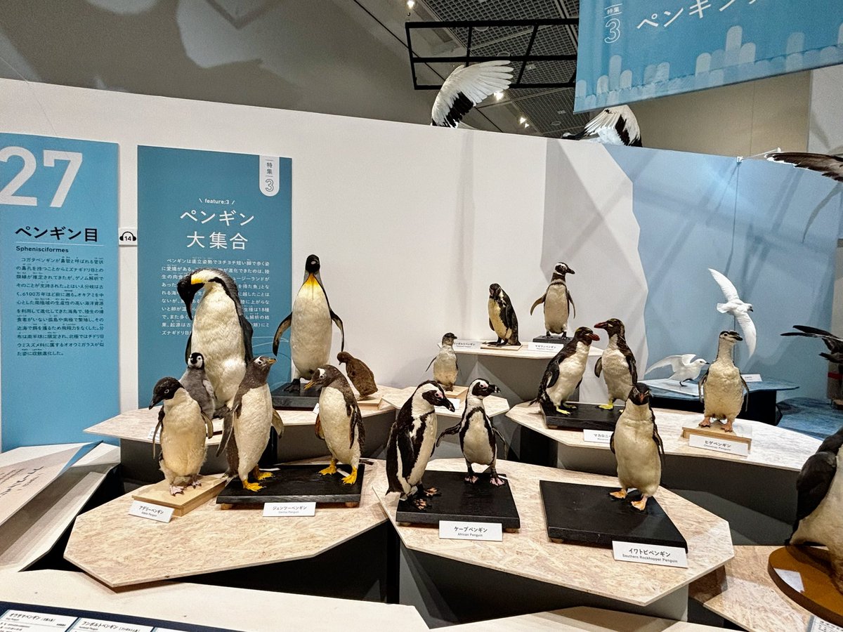 high_1234's tweet photo. 鳥展行ってきました。みんなカッコ可愛いけど、アデリーのペンギンさんもイイぞ。
#鳥展 https://t.co/GmYTmlX3f8