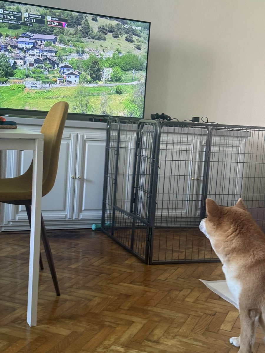 particsoka's tweet photo. Azt nem lehet mondani, hogy a kutyàt se érdekli a mai szakasz 🤪 #esbringa https://t.co/bzwuw9ABXK