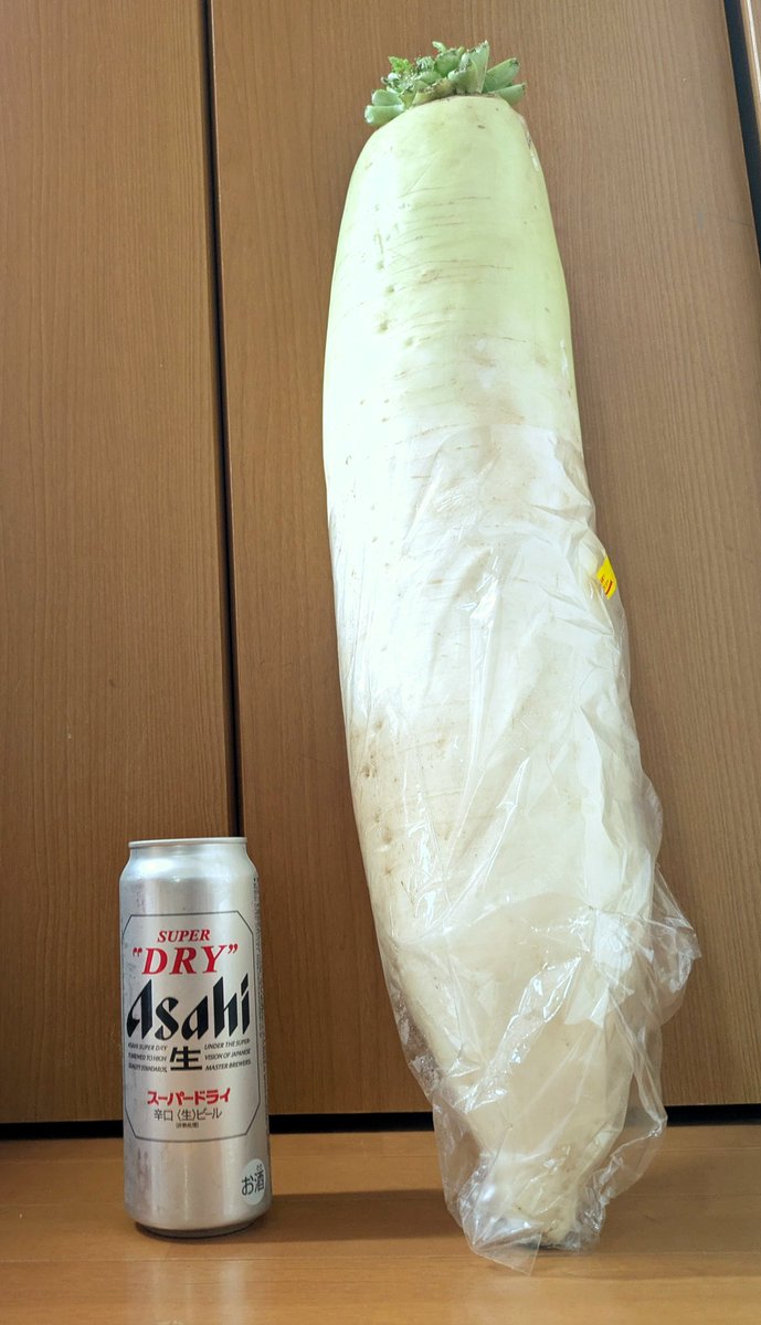 KatsukiGoosuka's tweet photo. 道の駅鹿北 小栗郷にて60cm超えの大根ゲット！
しかも130円！！やっっっすい！！！
帰って半分は大根おろしにして冷凍した✨️
あと半分、何にしようかな〜？ https://t.co/4JLseYSmAu