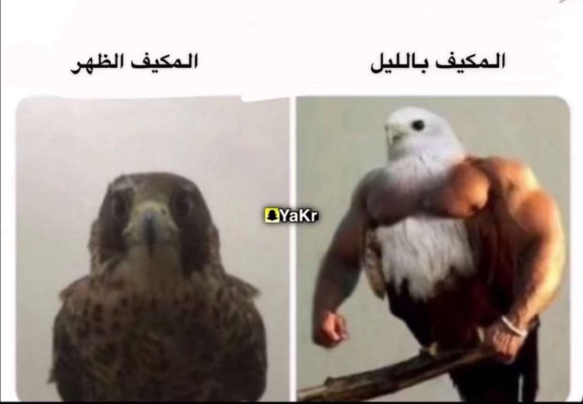 ريلام الشهري tweet media