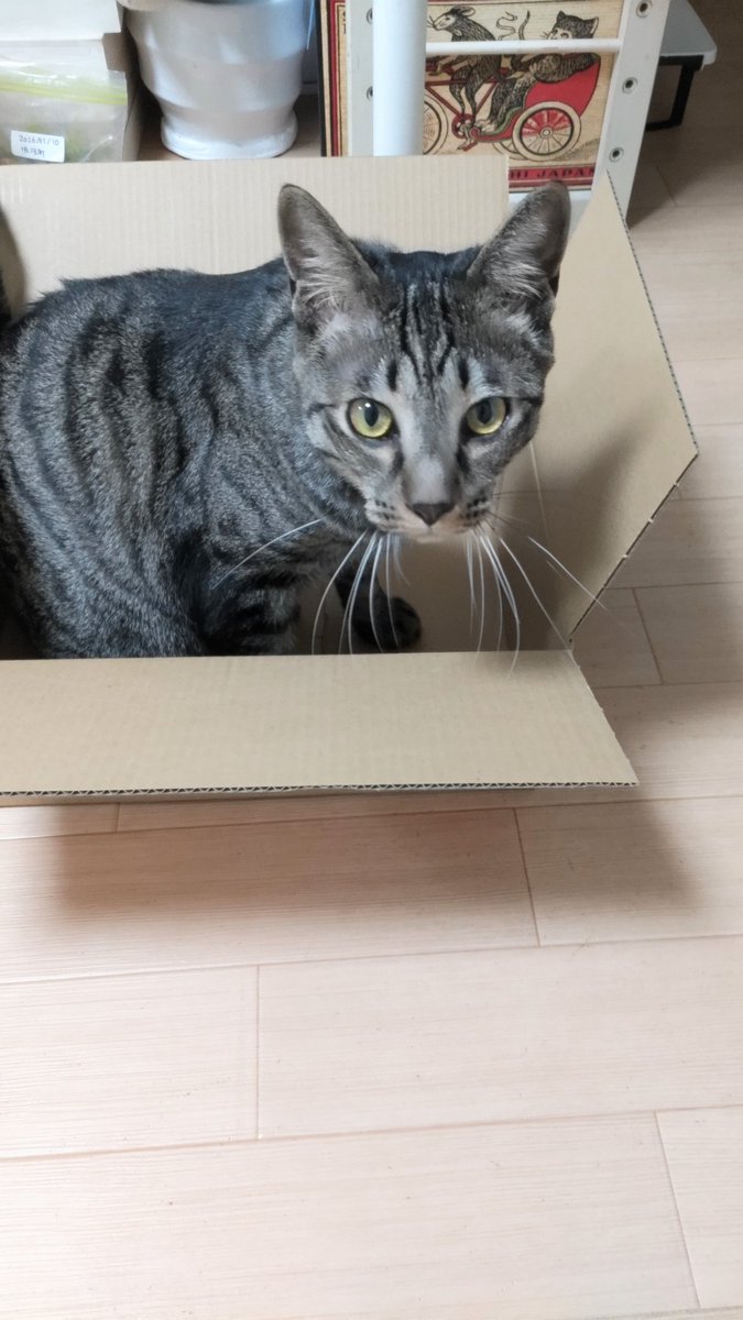 FosterCatLOUIS's tweet photo. 躍動感、または残念写真

#猫のいる暮らし　#里親募集中 https://t.co/3E6XE8GUaD