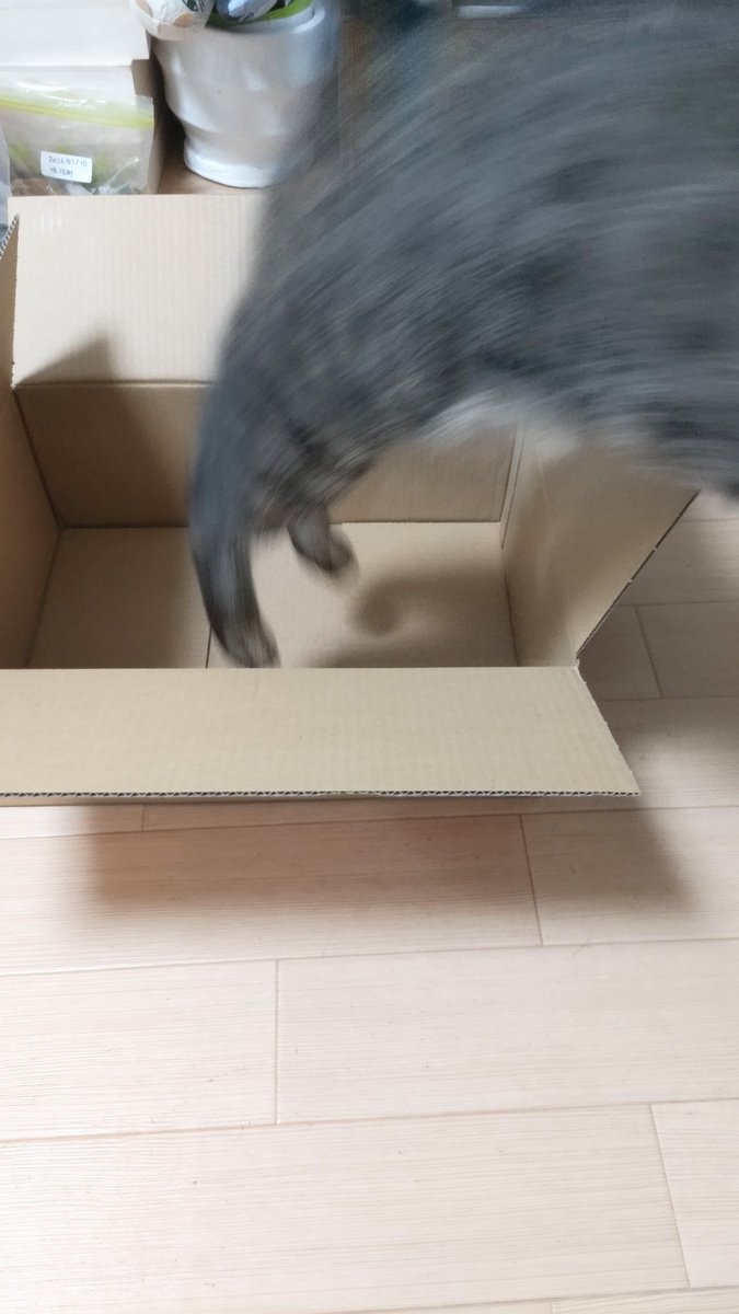 FosterCatLOUIS's tweet photo. 躍動感、または残念写真

#猫のいる暮らし　#里親募集中 https://t.co/3E6XE8GUaD