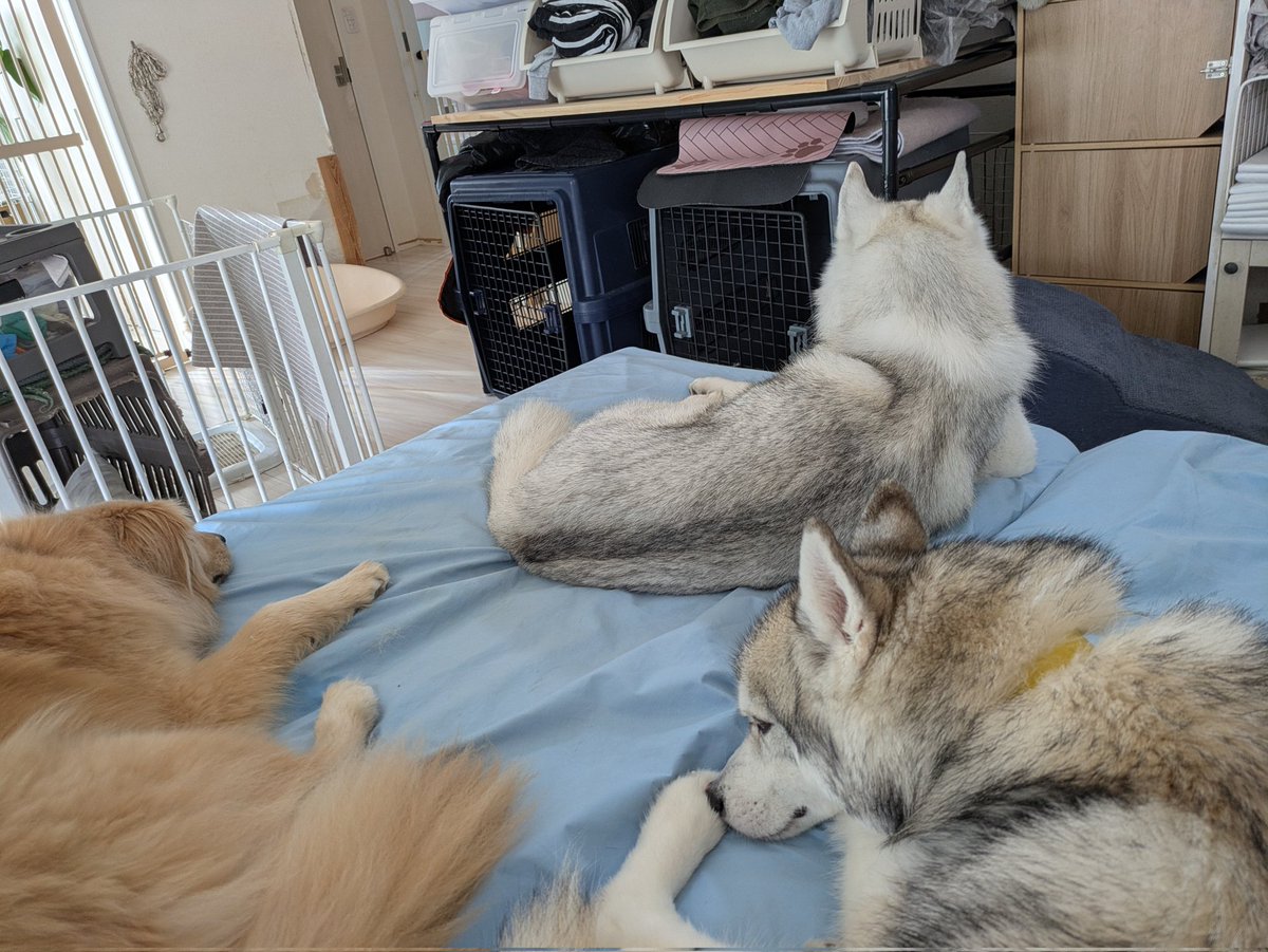 hinoe2006's tweet photo. しらたま🐺、里帰り中🏘️

今日はハロ(日暈)がくっきり☀ https://t.co/CpCYTEzkV3