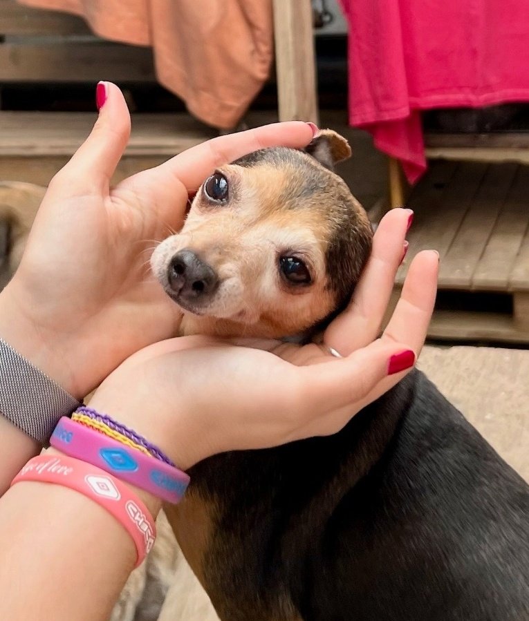 Erta2017's tweet photo. #Sueca  #València

               #Paloma

Nacida en 2018, 

URGE una familia que la quiera, cuide,  y entienda🆘

📲 621260314
🔗 https://t.co/vgyFgSNqKG… https://t.co/IobklEmWia