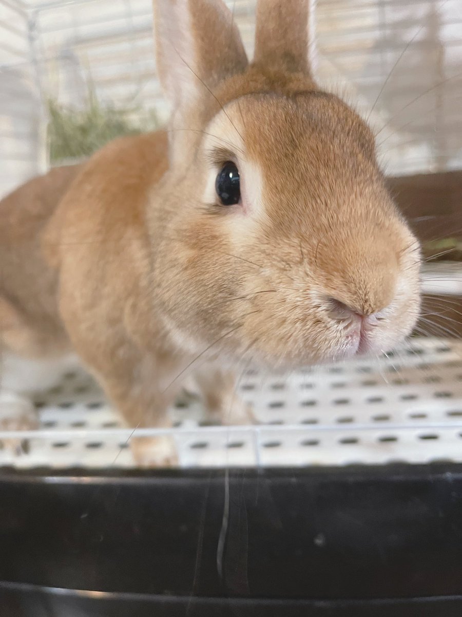 しの🐰 tweet media