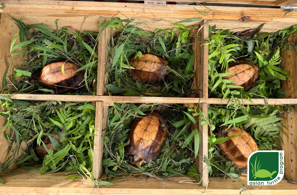AsianTurtlePro's tweet photo. Emergency Turtle Rescue in Northern Vietnam: One of the Largest Native Turtle Confiscations in a Decade 

On World Turtle Day, the team from the ATP/IMC and Cuc Phuong National Park are dealing with a confiscation of 272 tortoises and freshwater turtles

https://t.co/6PgUx6321q https://t.co/gjmewep3x5
