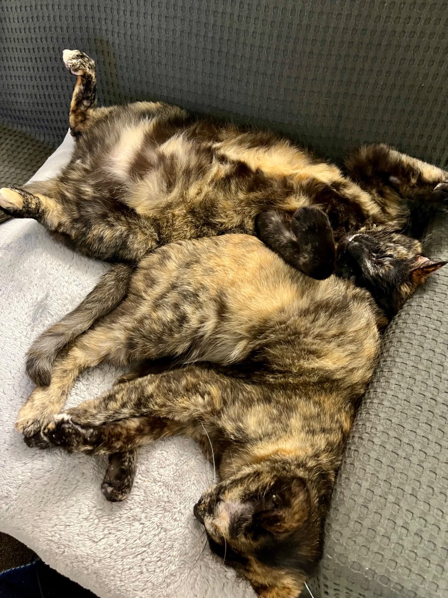 t0rtie2's tweet photo. 弟の寝相の悪さ。#サビ猫 https://t.co/oIOSN6yYBJ
