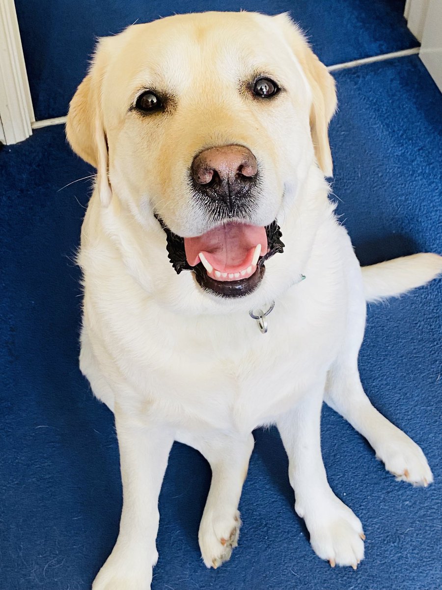 SimonJohnWardle's tweet photo. Dexter says 

I see you habs and chicken and mushroom slice

I likes chimken and mushroom slices https://t.co/qJLiztq9JJ