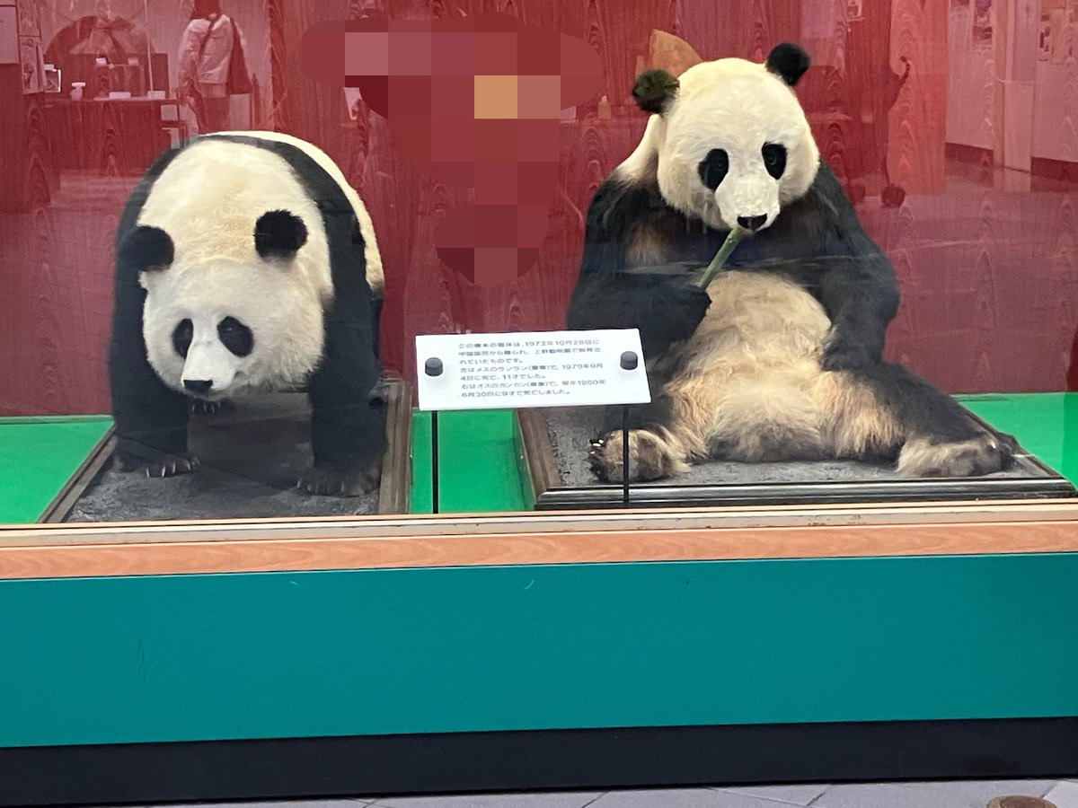ジャイアントパンダカンカン(康康) パネル写真 2026年5月23日 ずっと日本各地を出張中だったカンカンが帰って来て