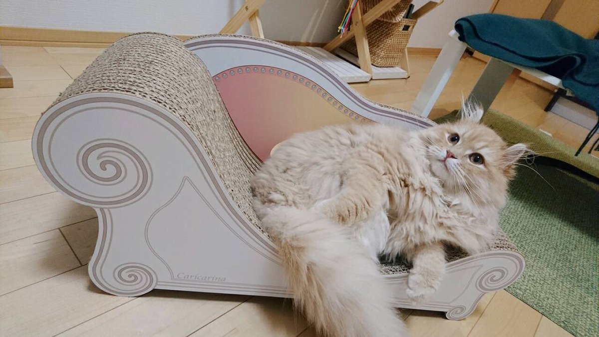 narehatechang02's tweet photo. 子猫時代 https://t.co/kA3rZhucYz