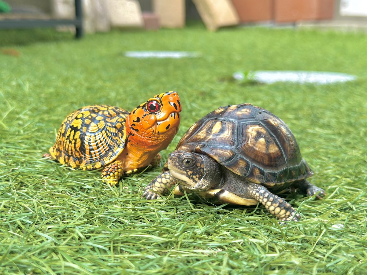 ぴすけ@🦎はちゅ垢🐢 tweet media