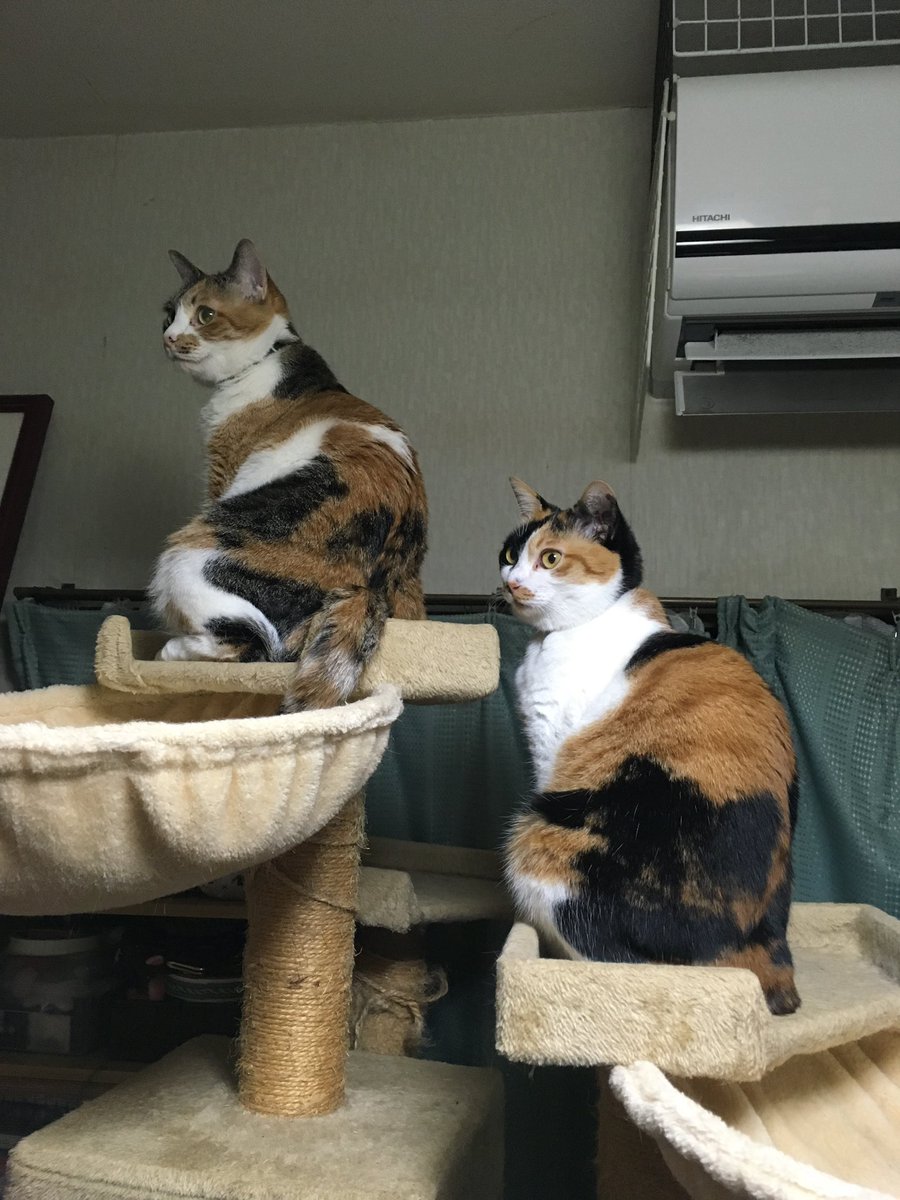 三毛三毛と三毛猫図鑑 #もう一度撮れと言われても撮れない写真 #月乃家