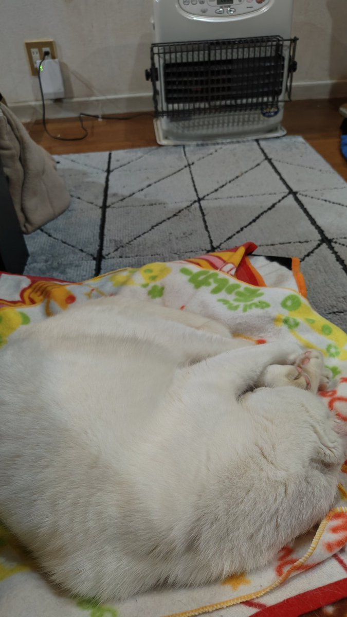 junta_utako's tweet photo. おじいちゃんはファンヒーターの前で寝てます https://t.co/gjM4mKoK9K