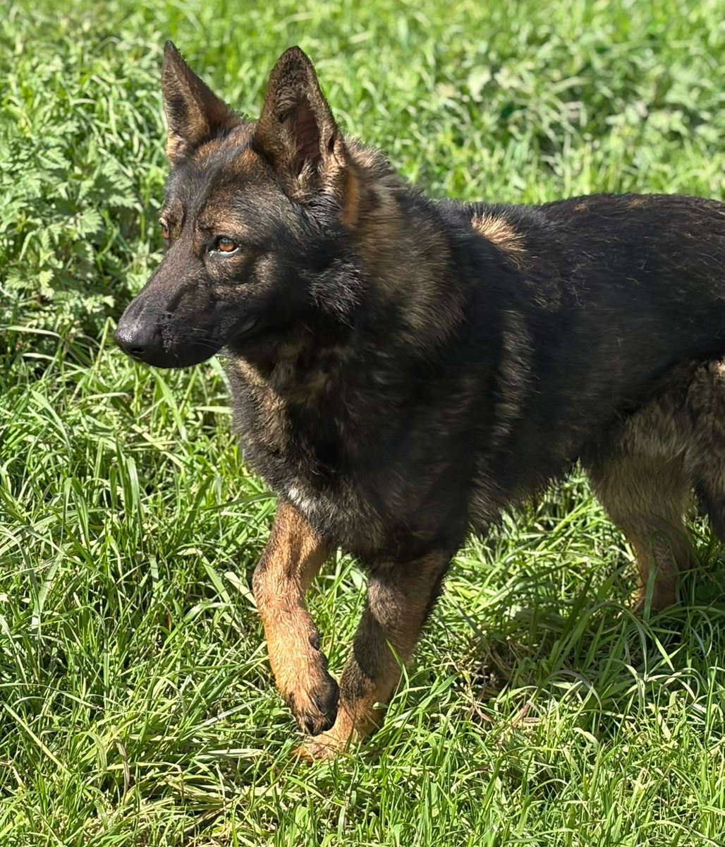 German Shepherd Rescue Elite ( GSRE ) tweet media