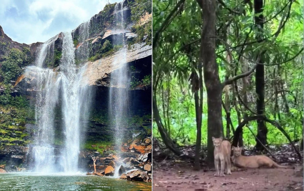 g1goias's tweet photo. Cachoeira onde menina foi atacada por onça-parda na Chapada dos Veadeiros é reaberta mais de uma semana após incidente
==> https://t.co/rXx73WPJgY
#g1go #g1Goias #ChapadadosVeadeiros #Onçaparda https://t.co/CsH3Ndelmc