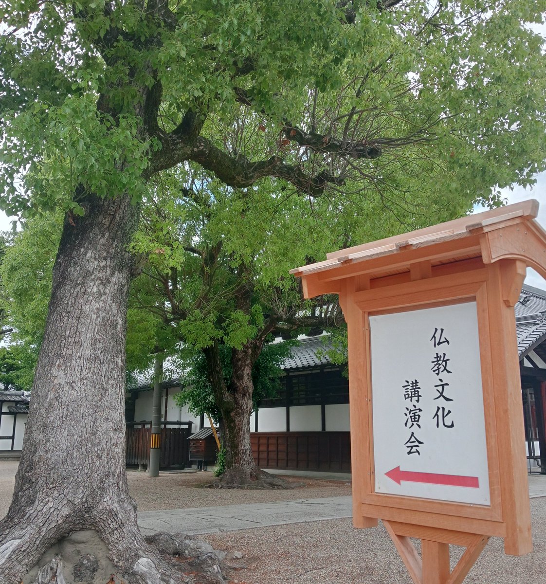 osaka654's tweet photo. #四天王寺 仏教文化講演会 四天王寺修正会(#どやどや)と各地の修正会・オコナイ拝聴👏新年の仏教行事、#修正会(南都寺院など)は天武天皇の頃に開始。どやどや(結願法要)では #六時堂 で前で #牛王宝印、お札、を裸の若者が奪い合う🫨各地のオコナイ、民間行事、も宝印を使用(高齢化により減少中😢)。 https://t.co/SXok4Qx4AE