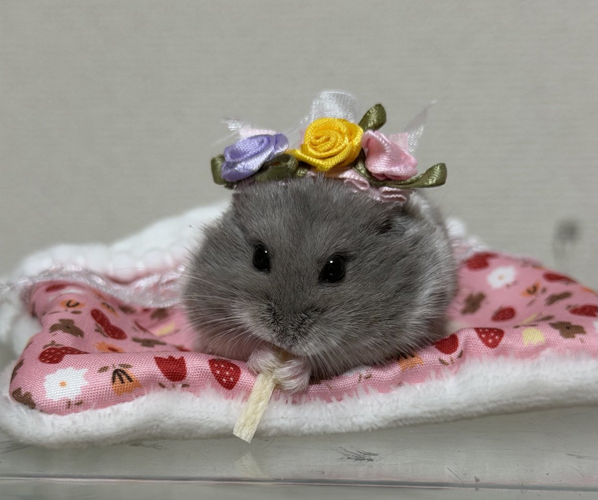 ハムっと🐹みなみ tweet media