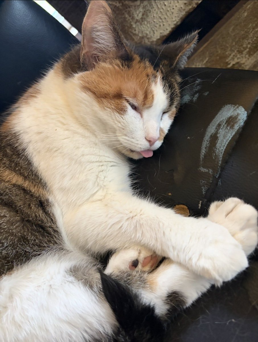 dualuniform's tweet photo. i inherited the calico from my cousin after she lost her battle with her mental health. my gray and white notoriously fights other cats on sight but with frankie, he just walked up to and curled up with her🩶🤍🧡 https://t.co/PU2gbic77j