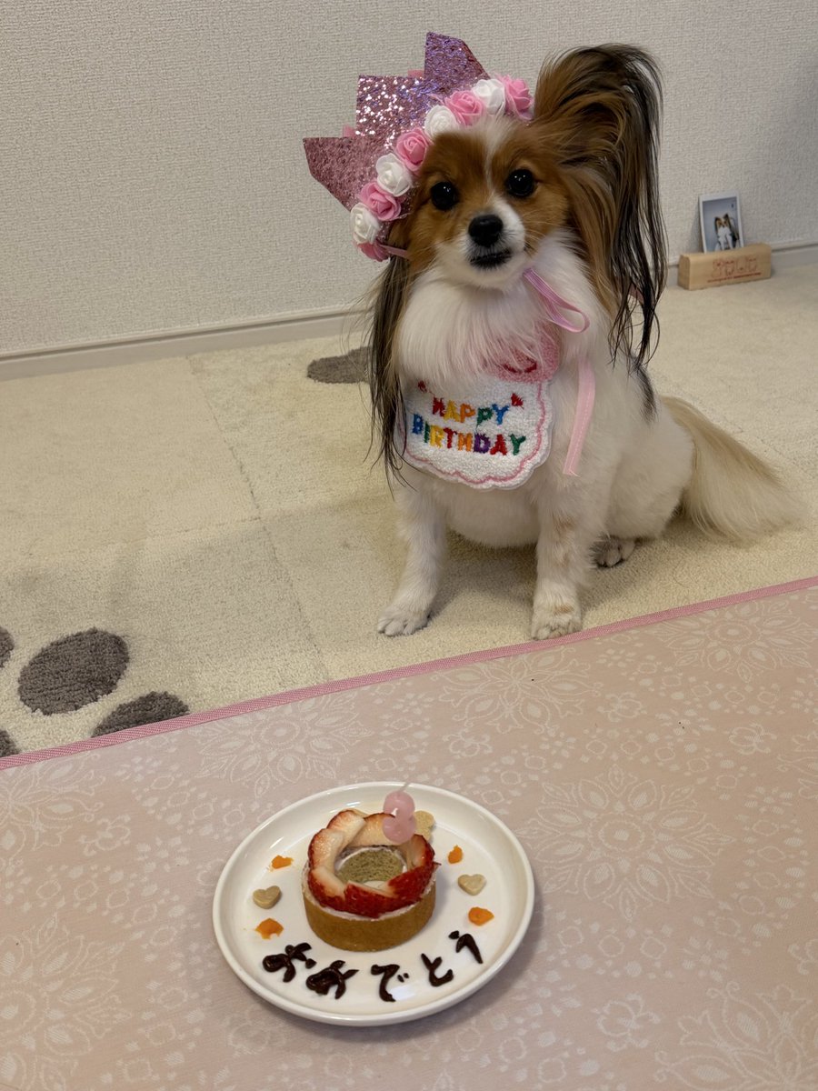 今日ね 3歳になったんだよ🥰 #パピヨン #ペコ