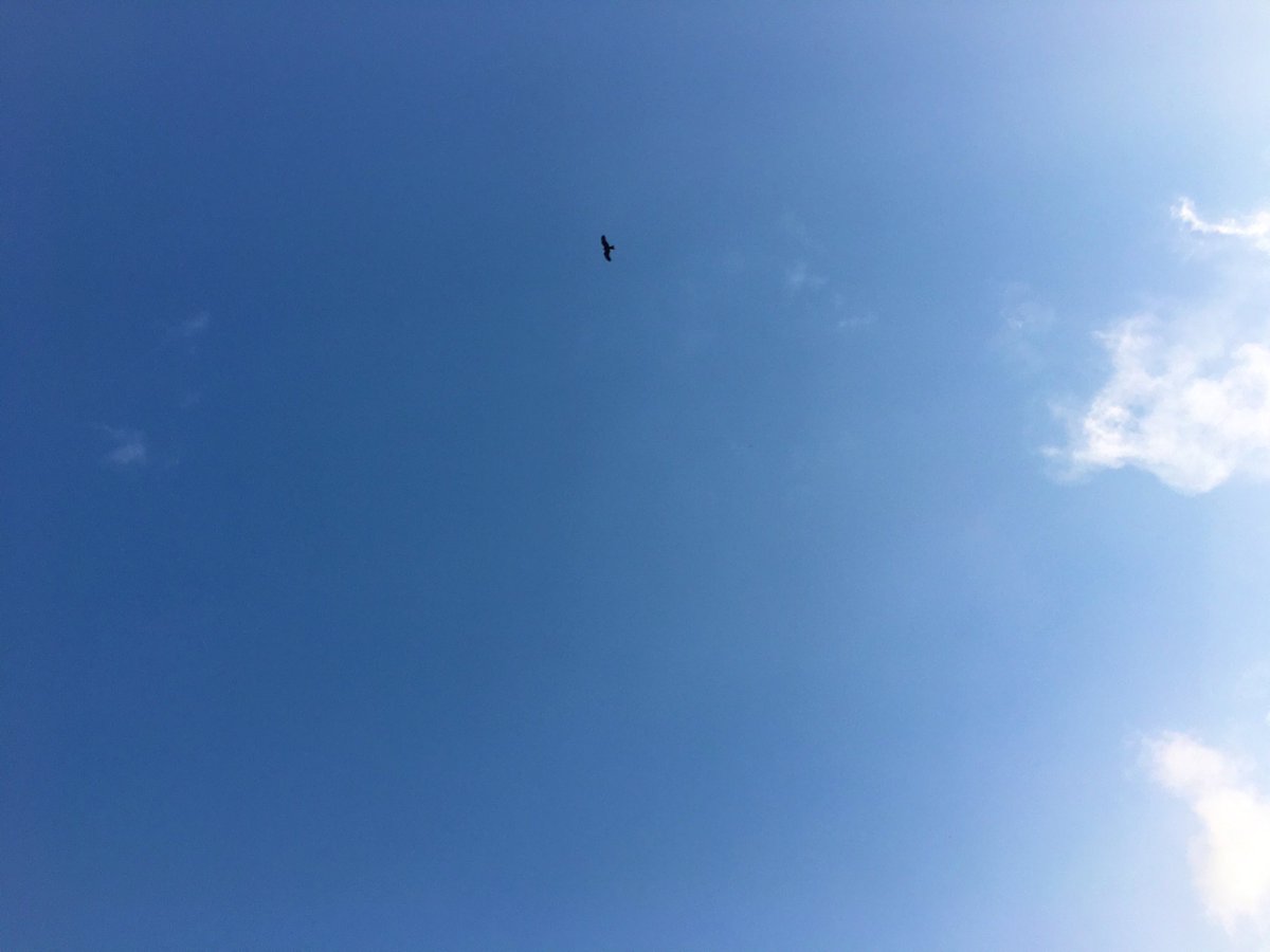 user4O9's tweet photo. bluesky; not the Jack’s one https://t.co/RZ9xclFiHf