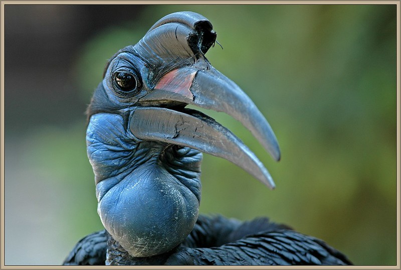 The feathers tweet media