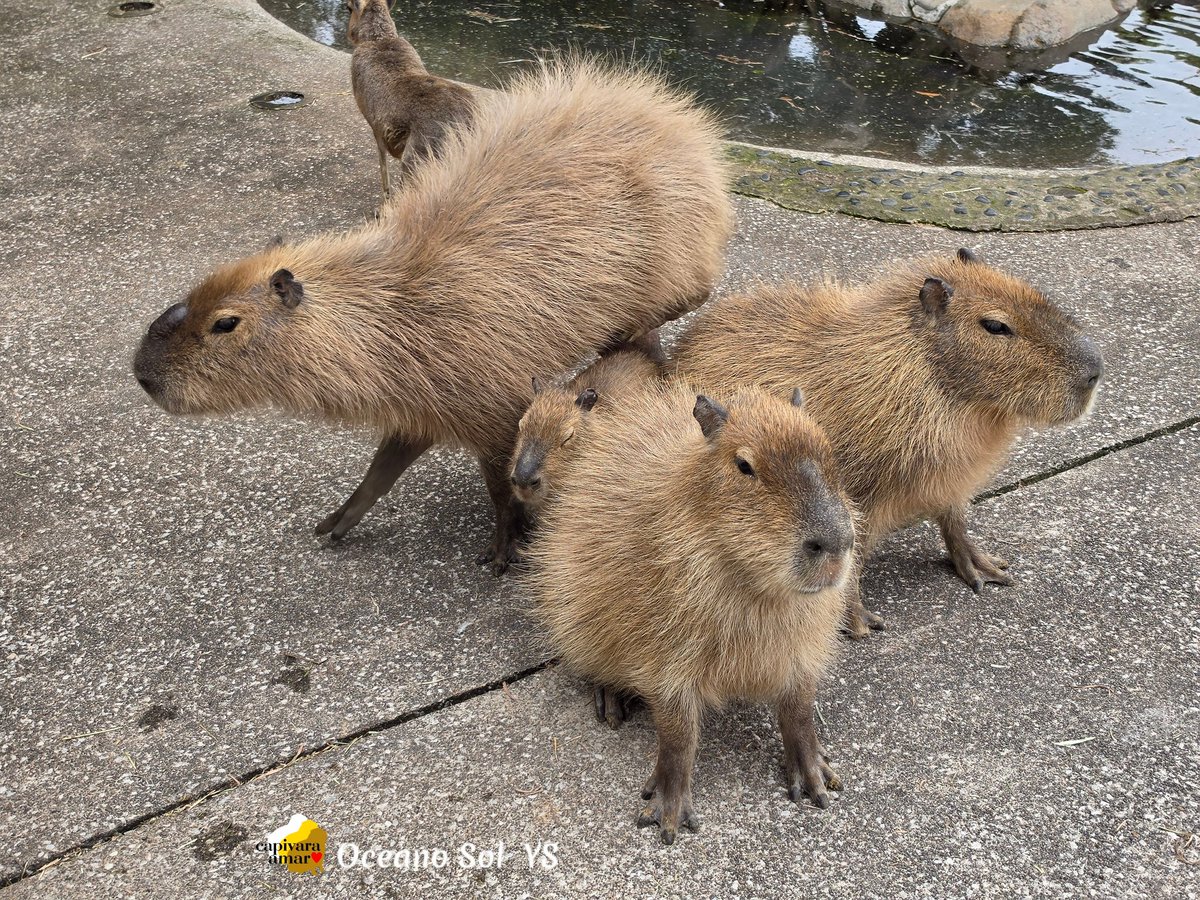 【カピバラ 2つの、うちの一つの群れ わくわく、触れ合い広場 可愛い群れ』 】 標本
