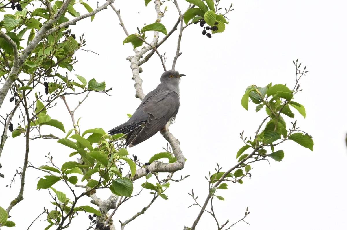 bri66thomp's tweet photo. Spent the morning at CVL, Cuckoo near Stratford car park, Cattle Egret same area and Red Kite near Sutton Wick @bristolbirding https://t.co/qKhRiblmAn