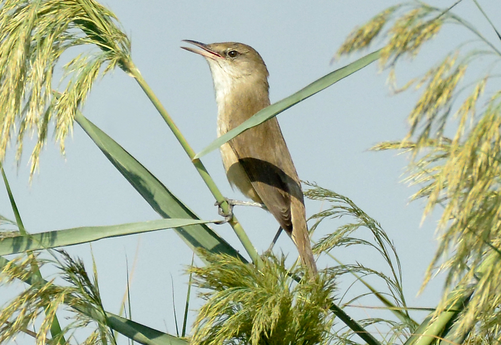 BirdsofBahrain's tweet photo. #Bahrain #Birds Clamorous Reed Warbler https://t.co/gjFr0oT5E5