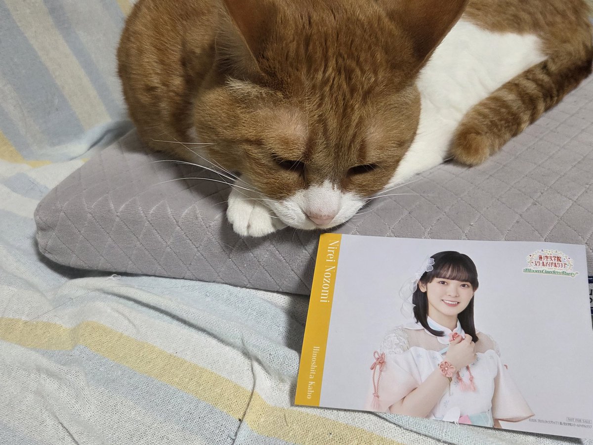 にっこうがろん tweet media