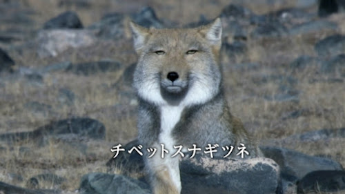 カイガイノワダイ tweet media
