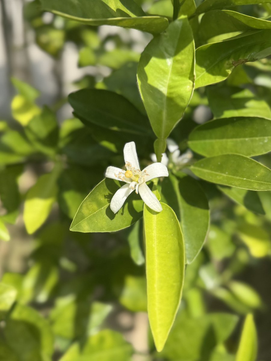 ymt16's tweet photo. 庭の橙の花、1週間ほど前の様子です。今回も実がつきそうで、楽しみです🥰 https://t.co/ZnAiSLf0Em