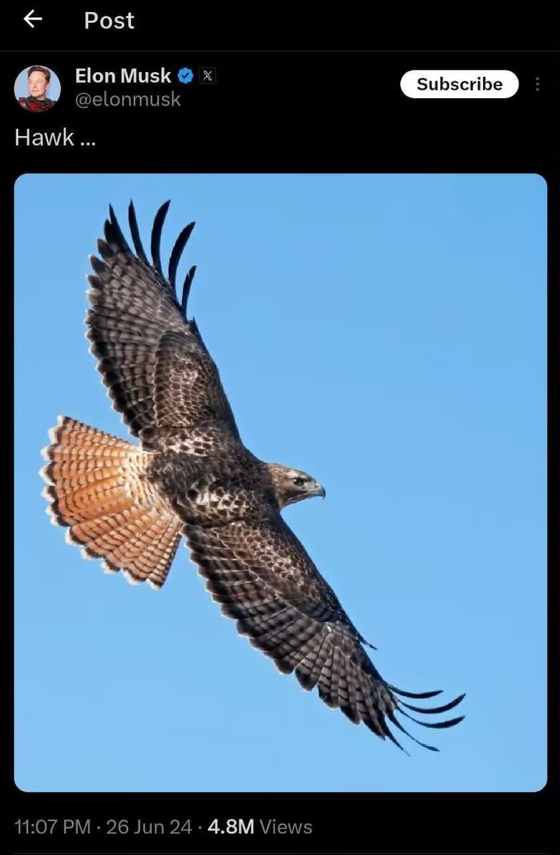 翱翔的 🦅 tweet media