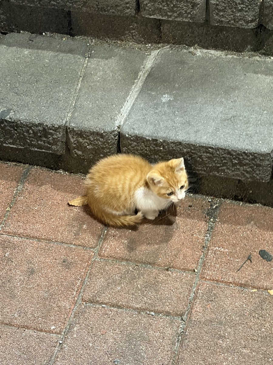 (՞⸝⸝o̴̶̷̥᷅ ⌑ o̴̶̷̥᷅⸝⸝՞) tweet media