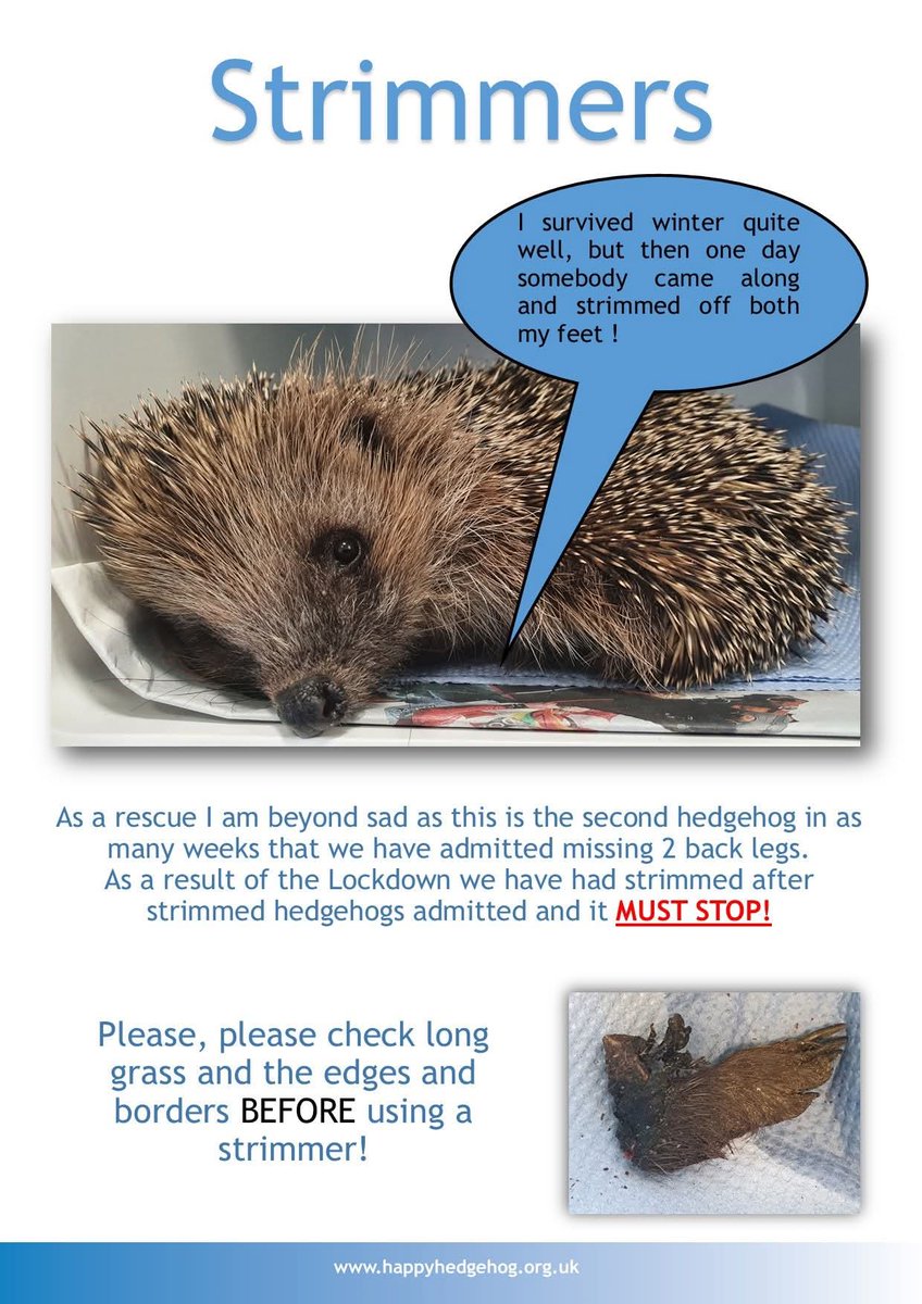 hogified100's tweet photo. ALL I CAN HEAR IS MACHINERY!!
So many are out in their gardens tidying it up. Lives will be lost as not everyone knows to check long grass before cutting it. DON'T cut right to the edge of the grass, hedge or border as hedgehogs may be resting there. Please spread the word x https://t.co/M5XmOIu2Qc